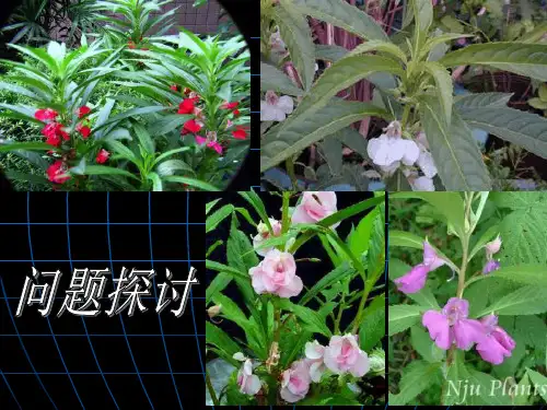 孟德尔一对相对性状的杂交实验 ppt课件