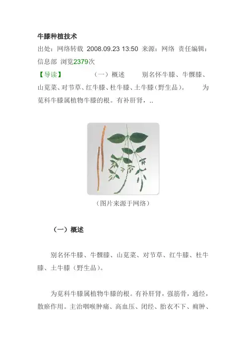 牛膝种植技术