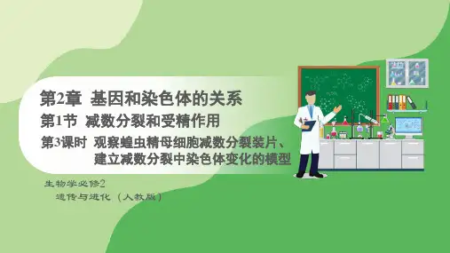 2.1减数分裂和受精作用第3课时课件高一下学期生物人教版必修2(1)