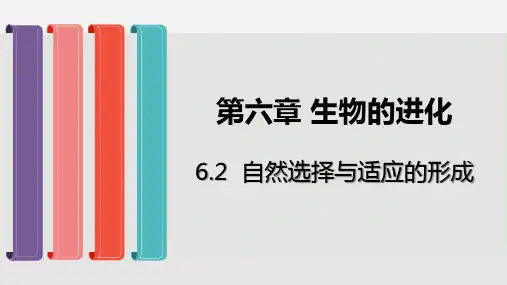 (新教材)自然选择与适应的形成PPT精美课件人教版2