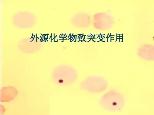 外源化学物致突变作用