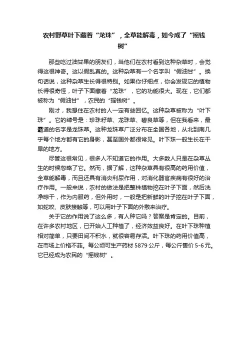 农村野草叶下藏着“龙珠”，全草能解毒，如今成了“摇钱树”