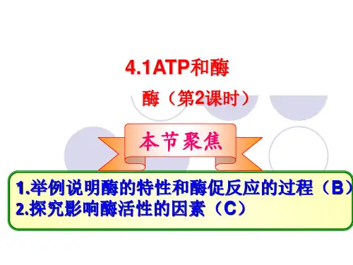 4.1ATP和酶 (第2课时)(苏教版必修1)