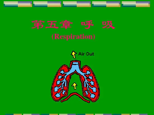 人体解剖生理学呼吸系统的结构与功能PPT课件
