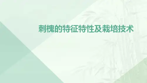 刺槐的特征特性及栽培技术
