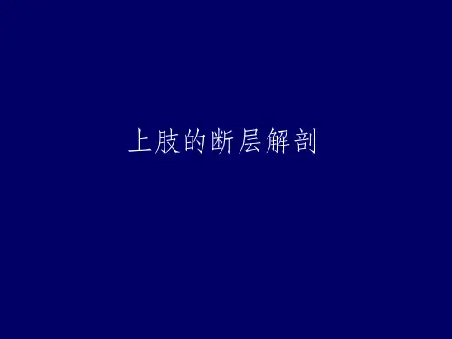 上肢的断层解剖-人体断层解剖学