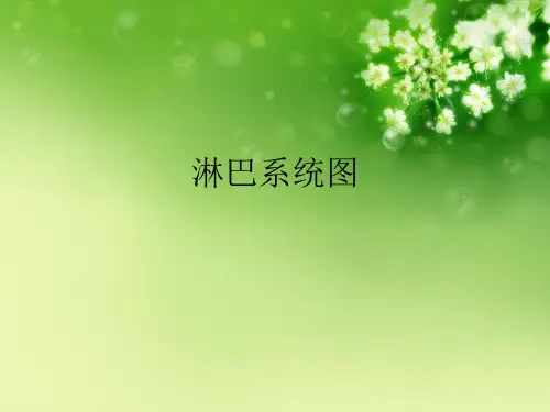 淋巴系统图优秀课件