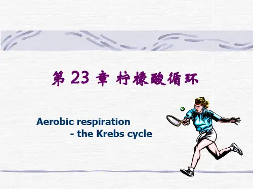 第23章 三羧酸循环