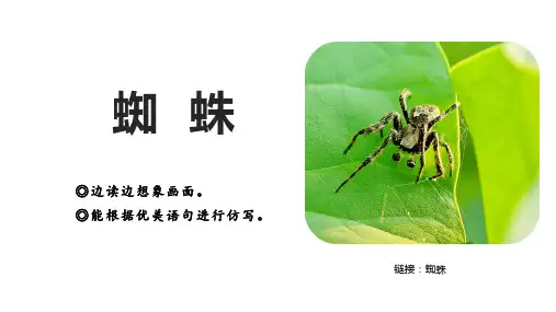 蜘蛛  课件(完美版)