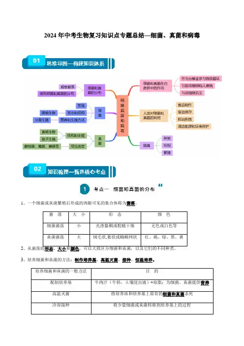 2024年中考生物复习知识点专题总结—细菌、真菌和病毒