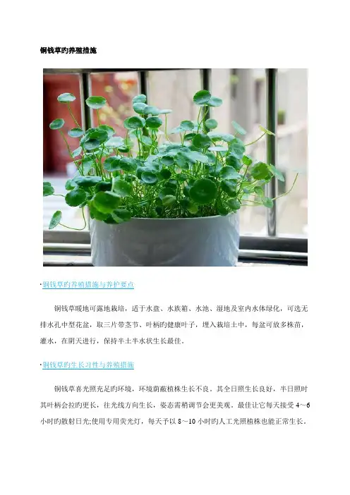 铜钱草的养殖方法和注意关键事项