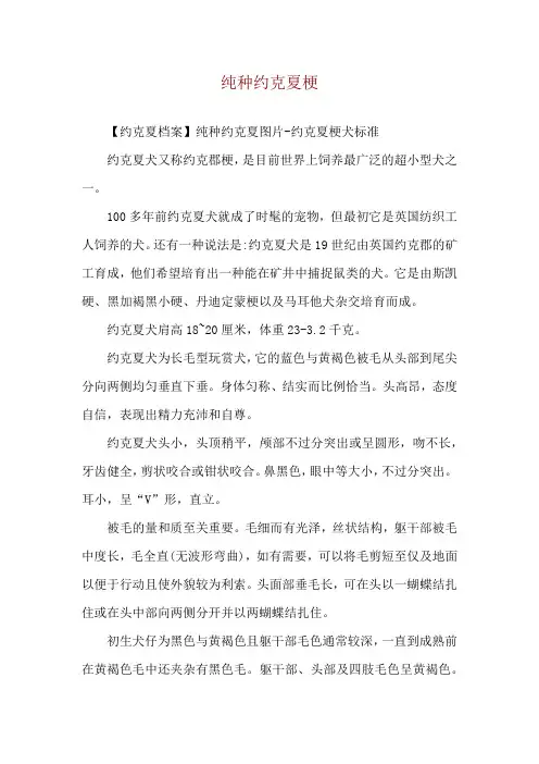 纯种约克夏梗