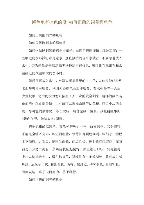 鳄鱼龟有棕色的没-如何正确的饲养鳄鱼龟