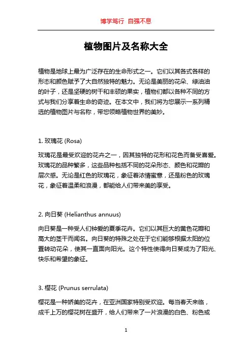 植物图片及名称大全