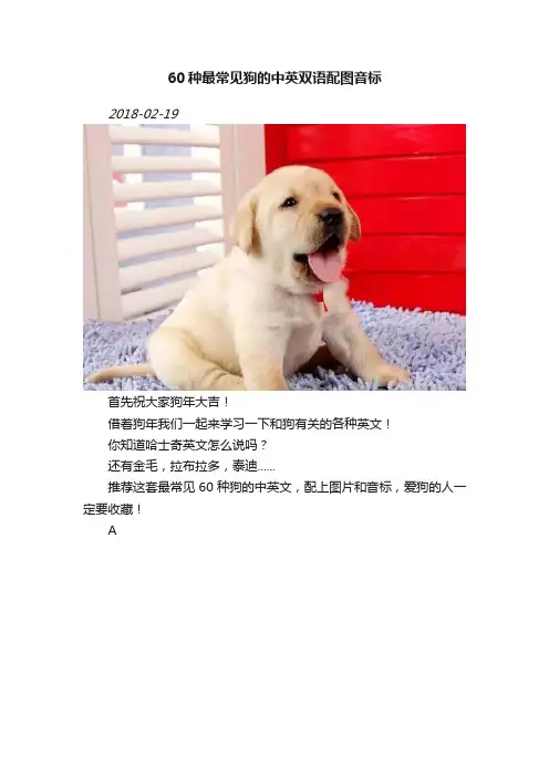 60种最常见狗的中英双语配图音标