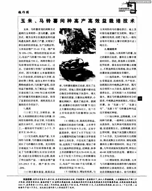 玉米、马铃薯间种高产高效益栽培技术