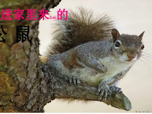 六年级语文上册《跑进家来的松鼠》ppt课件