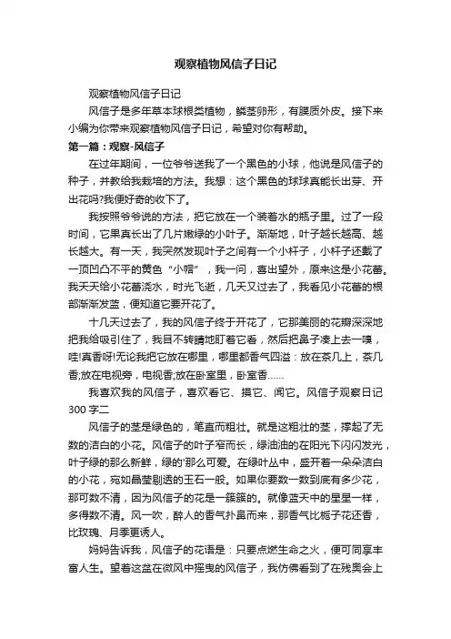 观察植物风信子日记