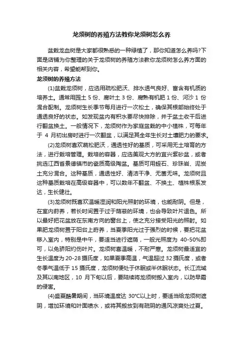 龙须树的养殖方法教你龙须树怎么养