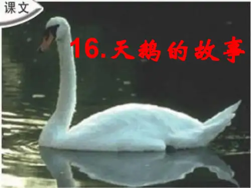 四年级《天鹅的故事》PPT课件(苏教版四年级下册语文) (1)