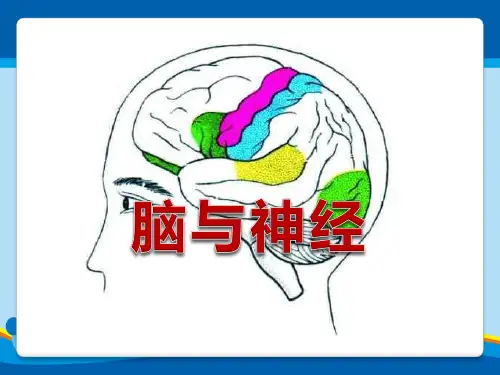 《脑与神经》PPT【精选推荐课件】