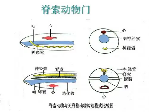 高中生物竞赛之动物学——脊索动物门.