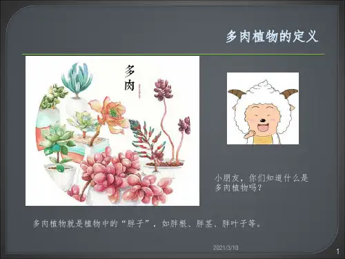 多肉植物(幼儿园)课件PPT