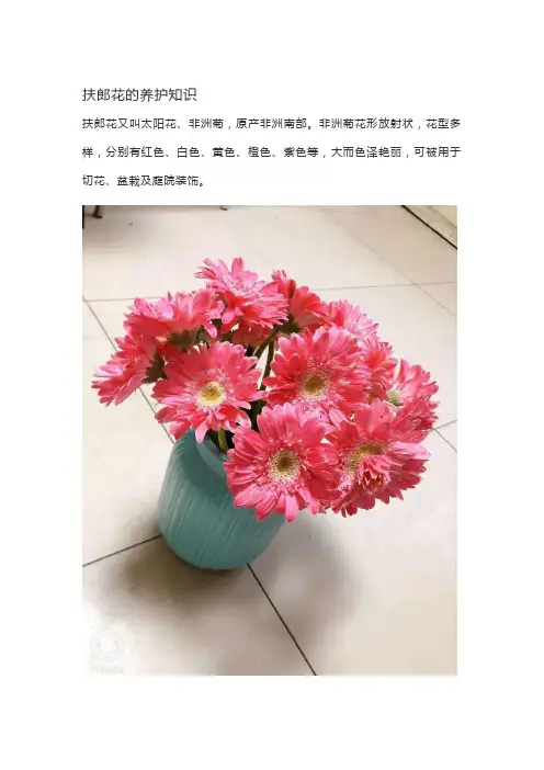 扶郎花的养护知识