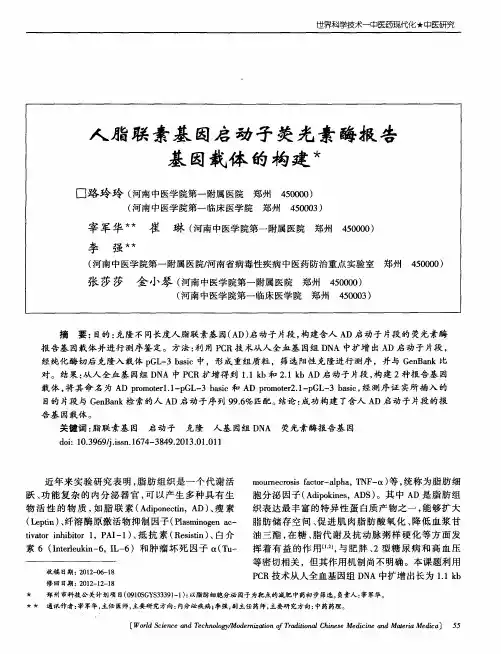 人脂联素基因启动子荧光素酶报告基因载体的构建