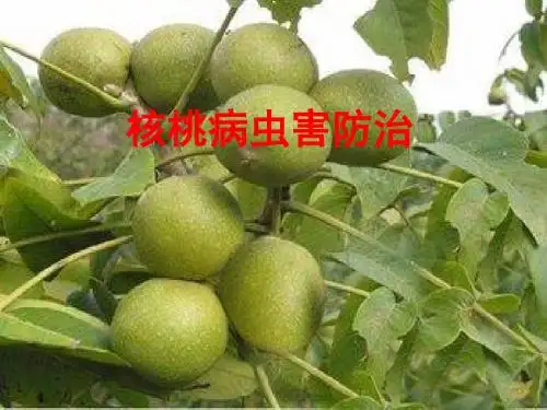 核桃病虫害防治-PPT精选文档