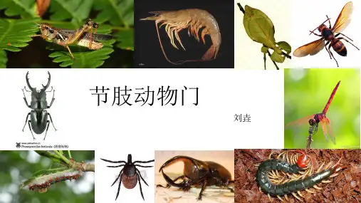 节肢动物门