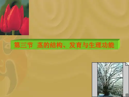 《植物学》教学课件：04 植物器官的形态结构,发育与生理功能——茎