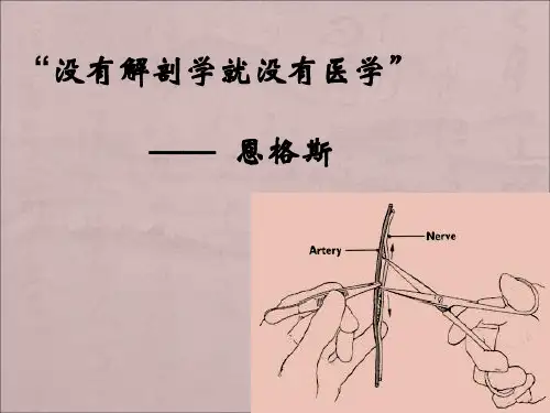 人体解剖学与组织胚胎学绪论