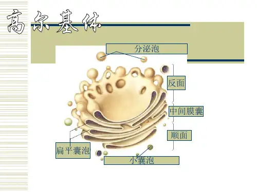 111_高尔基复合体