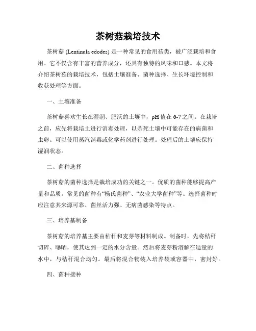 茶树菇栽培技术