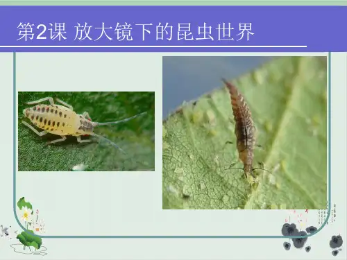 六年级下册科学课件PPT：放大镜写的昆虫世界-教科版