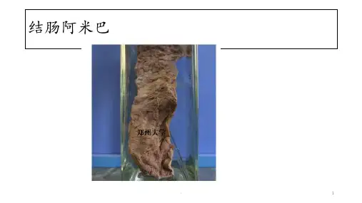 郑州大学临床医学病理学课堂大体ppt课件