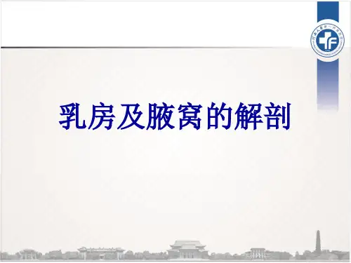 乳房及腋窝解剖