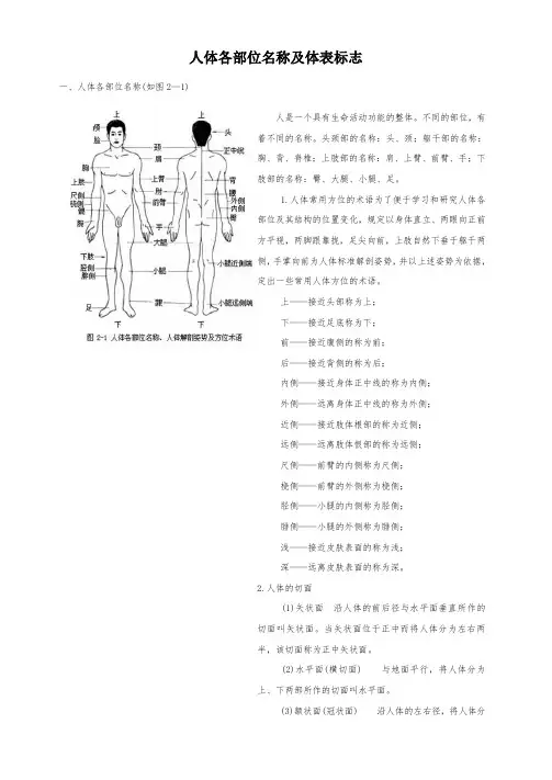 人体各部位名称及体表标志21402