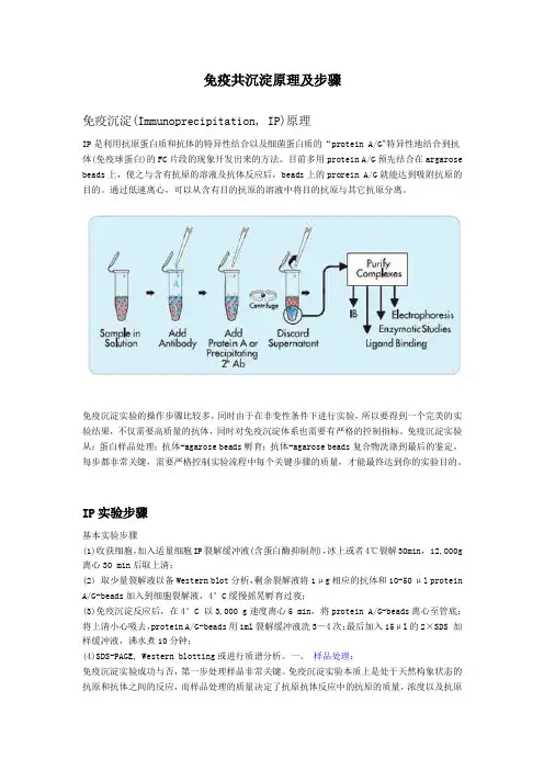 免疫共沉淀原理及步骤