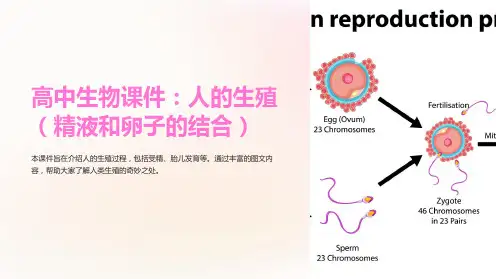《高中生物课件：人的生殖(精液和卵子的结合)》