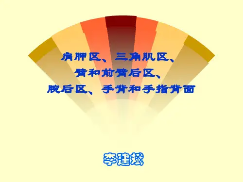肩胛区、三角肌区、臂