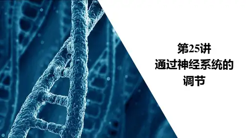 高三生物一轮复习资料第8单元 第25讲 通过神经系统的调节
