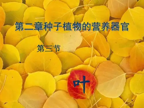 第二章第三节叶
