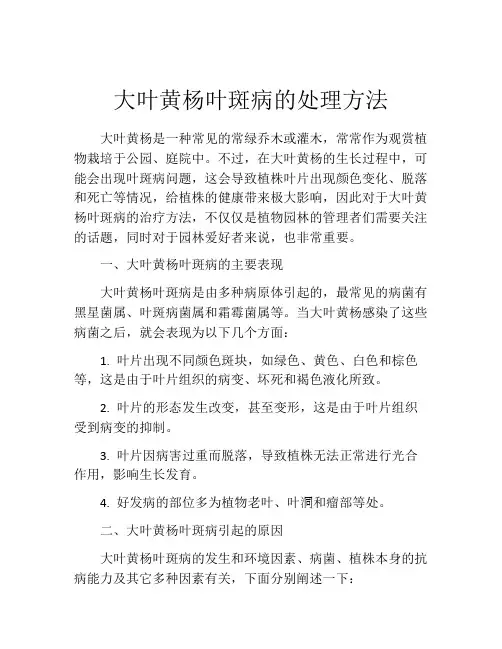 大叶黄杨叶斑病的处理方法