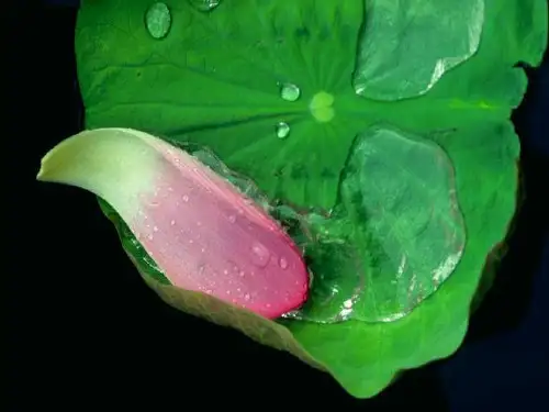 根瘤菌→豆科植物