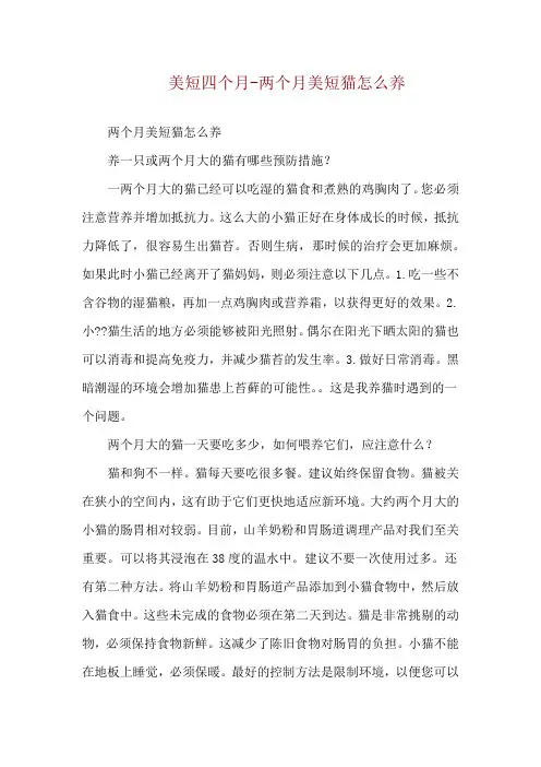 美短四个月-两个月美短猫怎么养