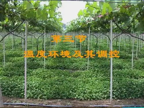 4.3 设施温度环境特点及其调控解读