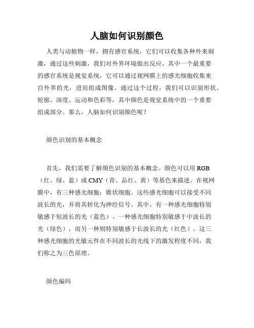 人脑如何识别颜色