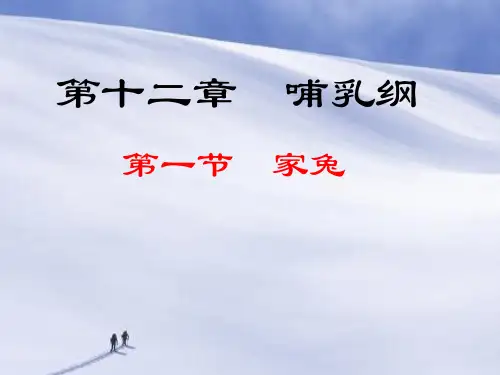 家兔PPT教学课件